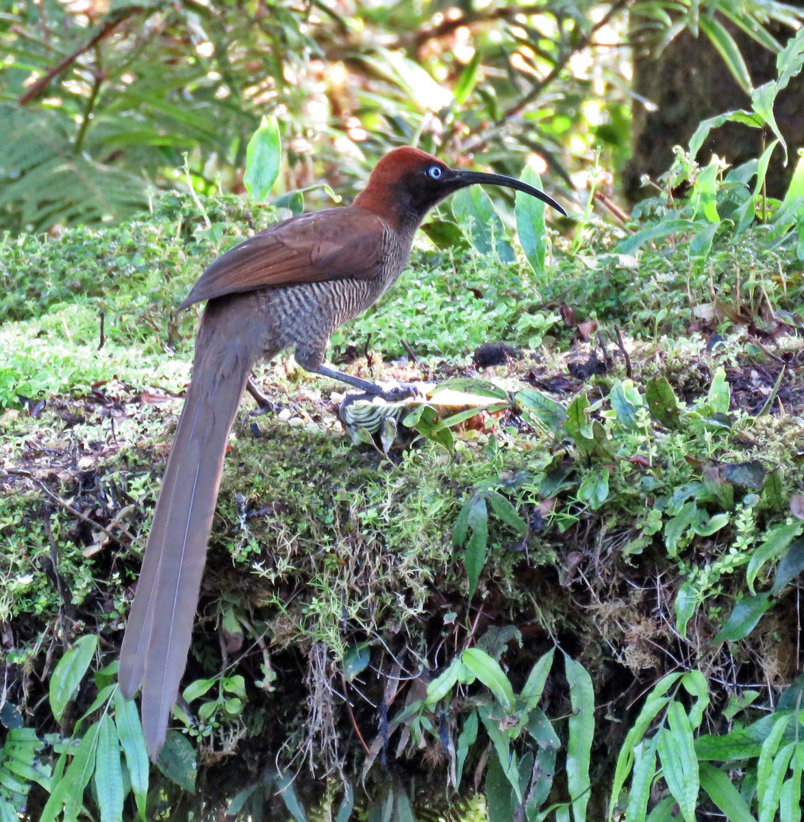 Brown Sicklebill - ML622800306