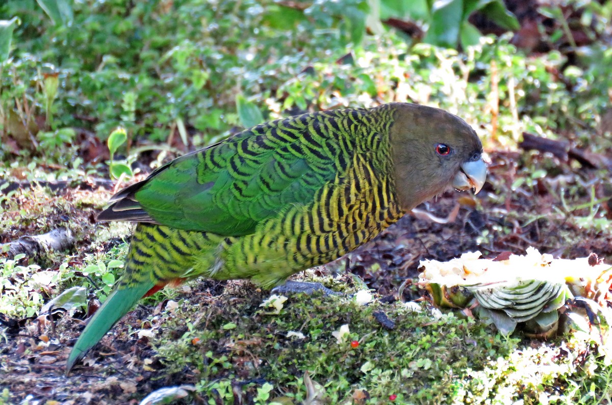 Brehm's Tiger-Parrot - ML622800312