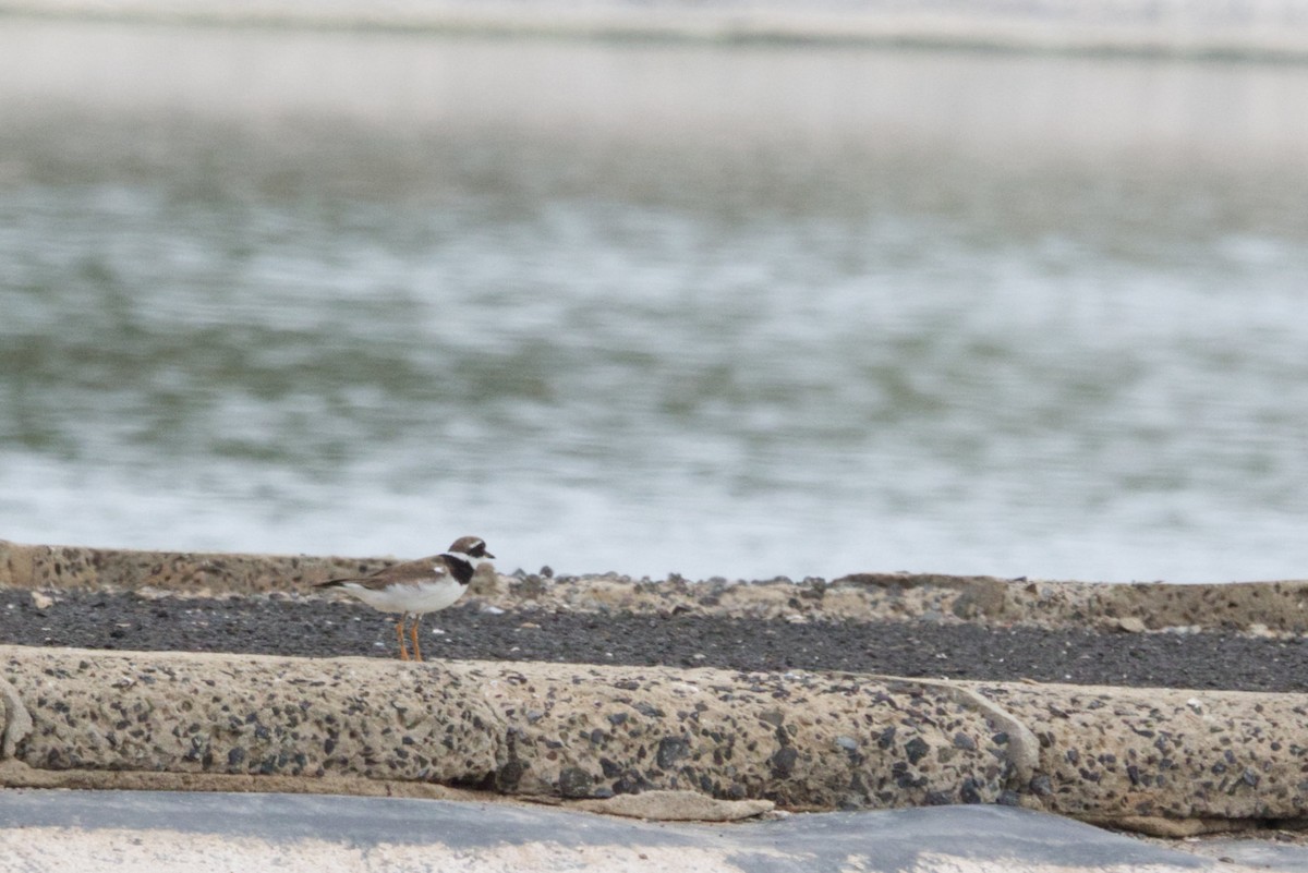 Common Ringed Plover - ML622800315