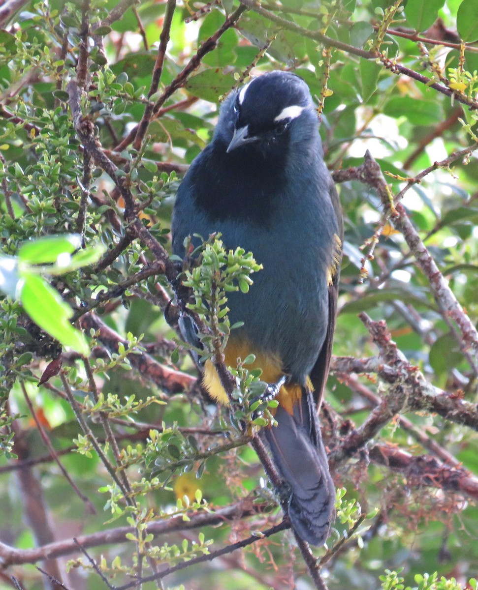 Eastern Crested Berrypecker - Ken Burton