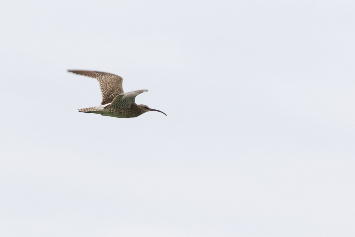 Whimbrel - Marvin Rieck