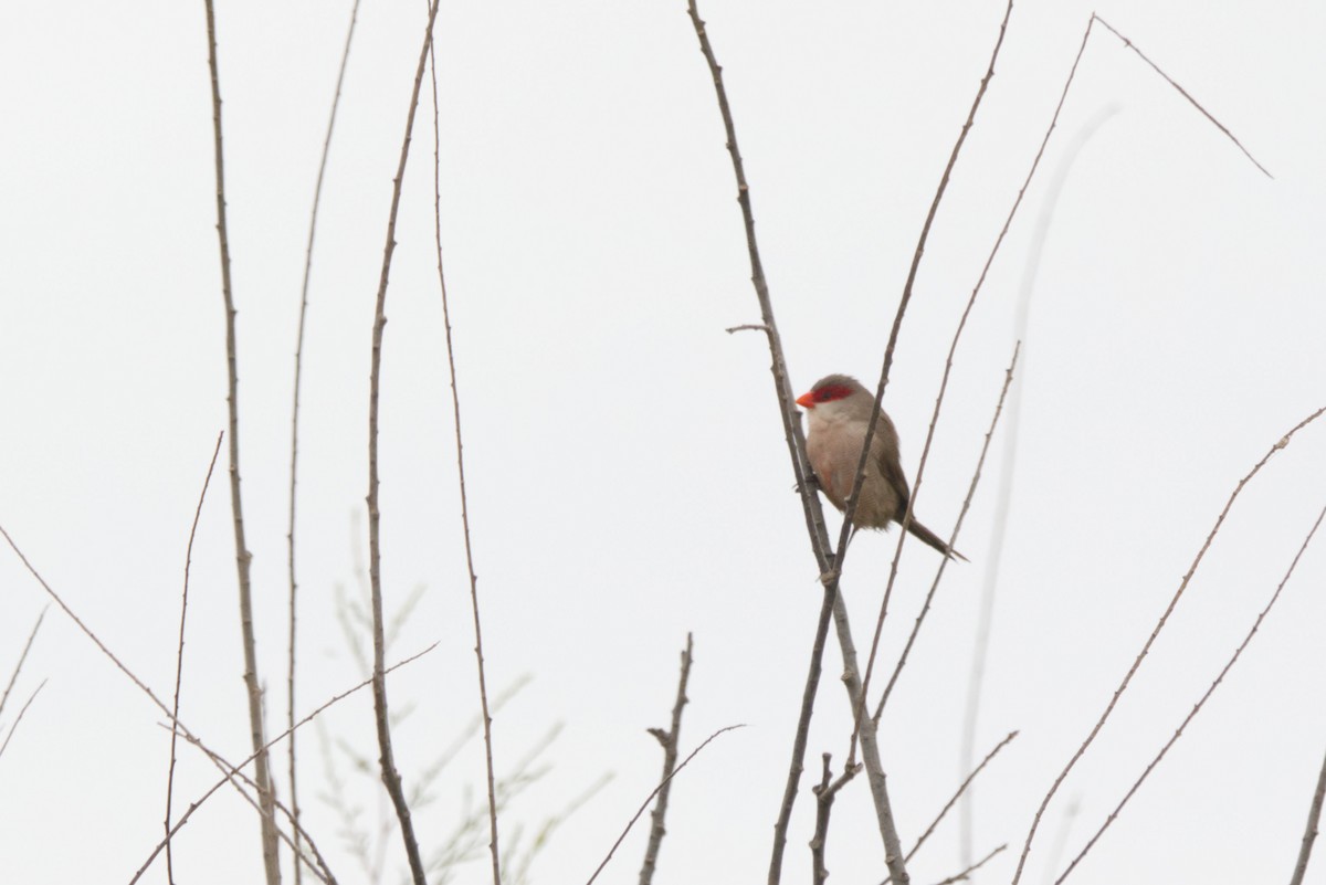 Common Waxbill - ML622800326