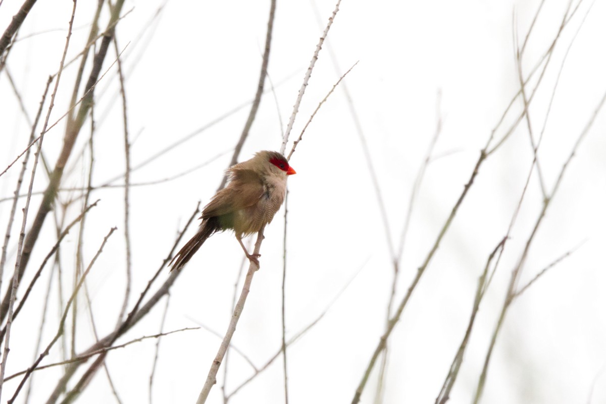 Common Waxbill - ML622800327