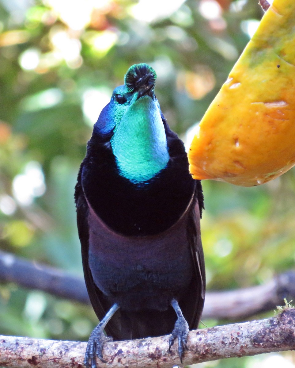 Ribbon-tailed Astrapia - Ken Burton