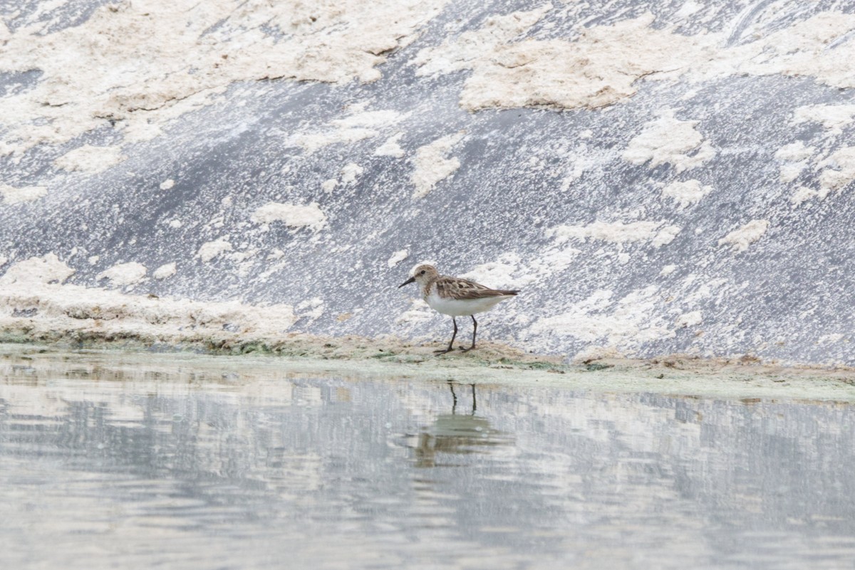Little Stint - ML622800338