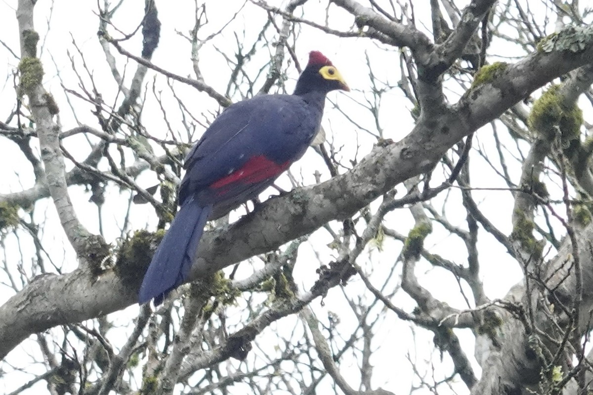 Ross's Turaco - ML622800346