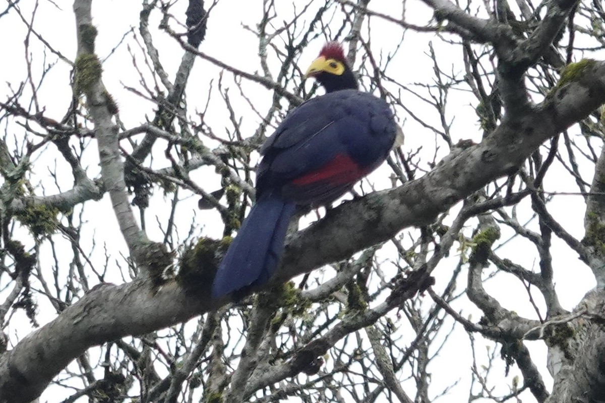 Ross's Turaco - ML622800347