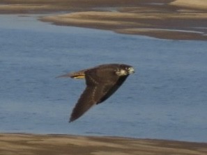 Peregrine Falcon - Ruben Stoll