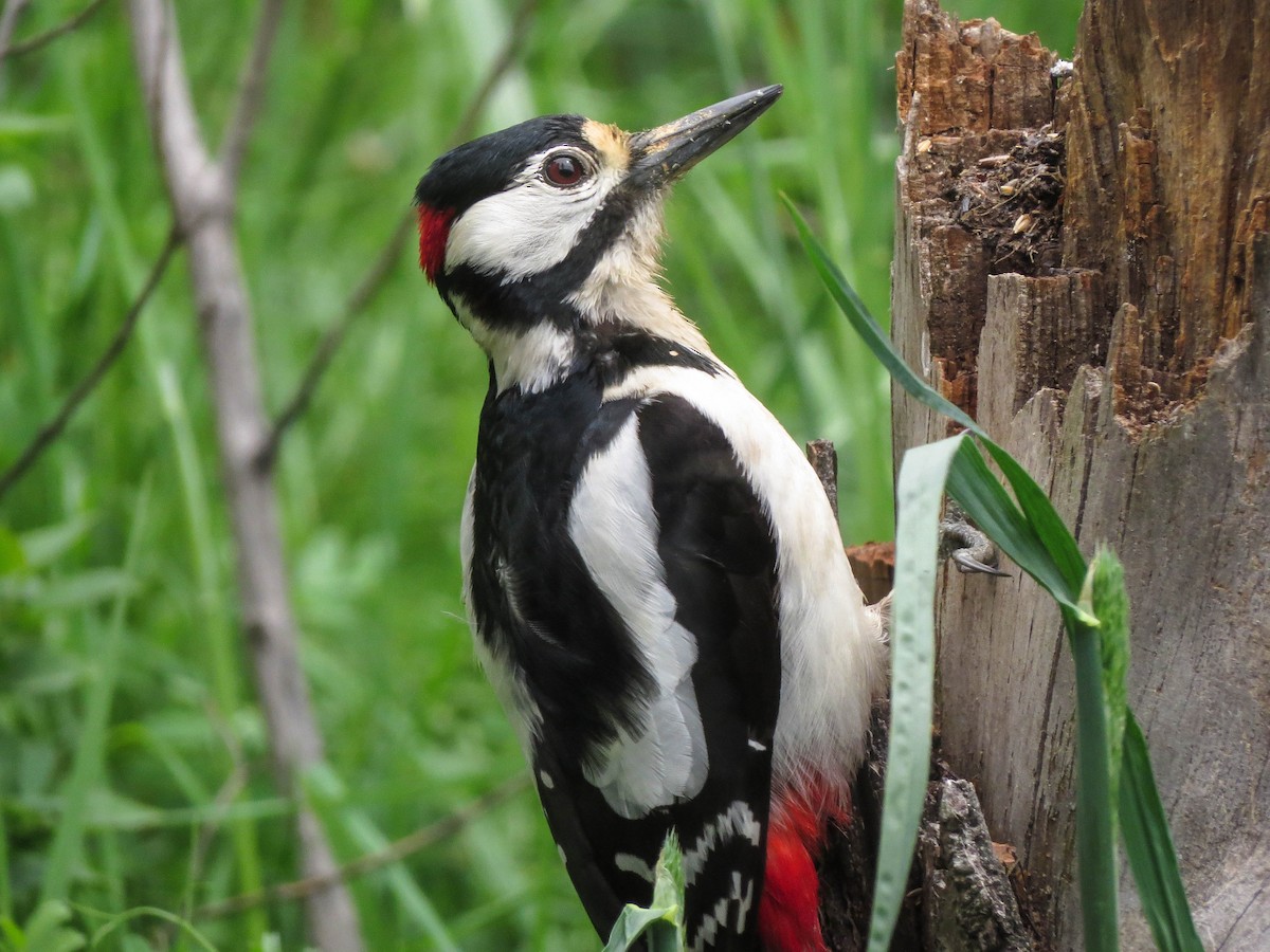 Great Spotted Woodpecker - Nayib Hamdoun