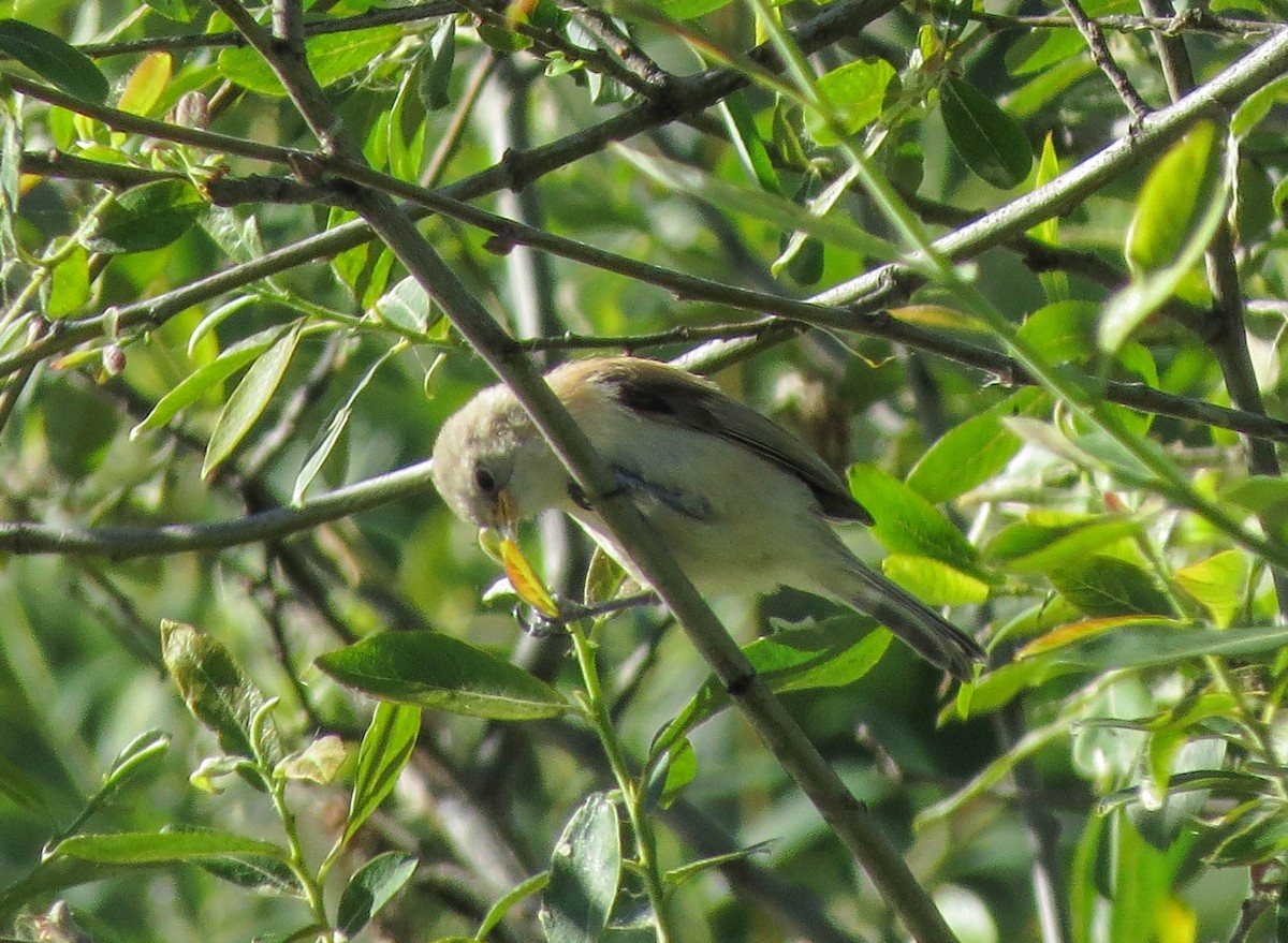 Eurasian Penduline-Tit - Nayib Hamdoun