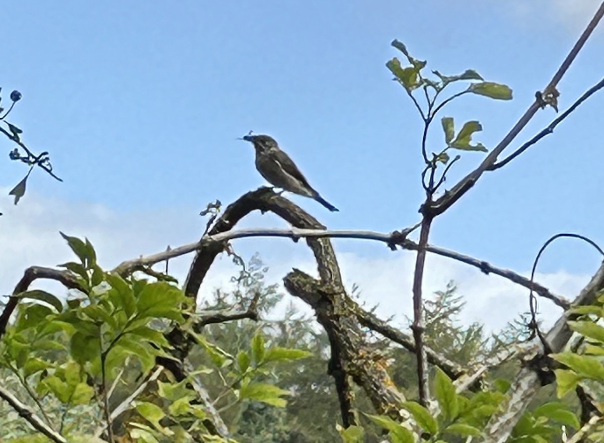 Бөртөт намнаахай - ML622800370