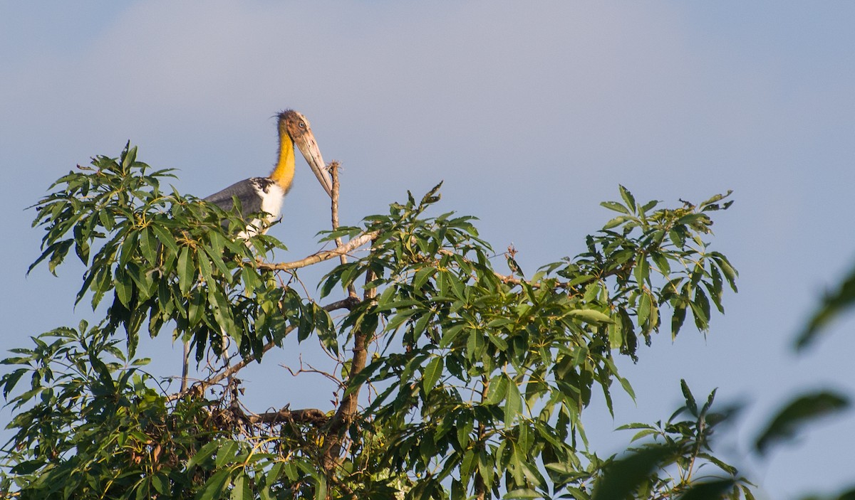 Lesser Adjutant - ML622800397