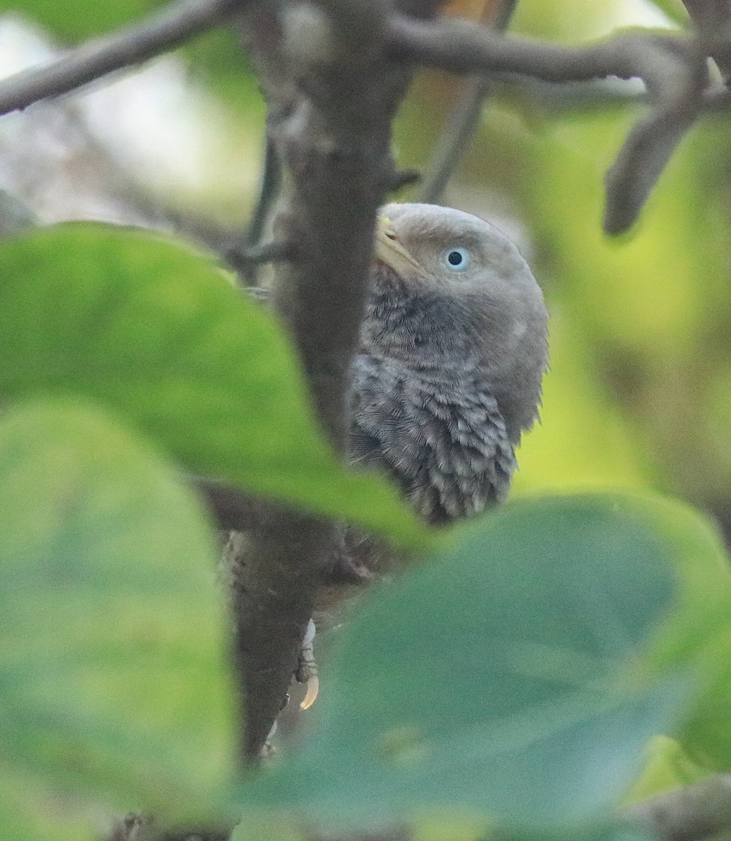 Yellow-billed Babbler - Afsar Nayakkan