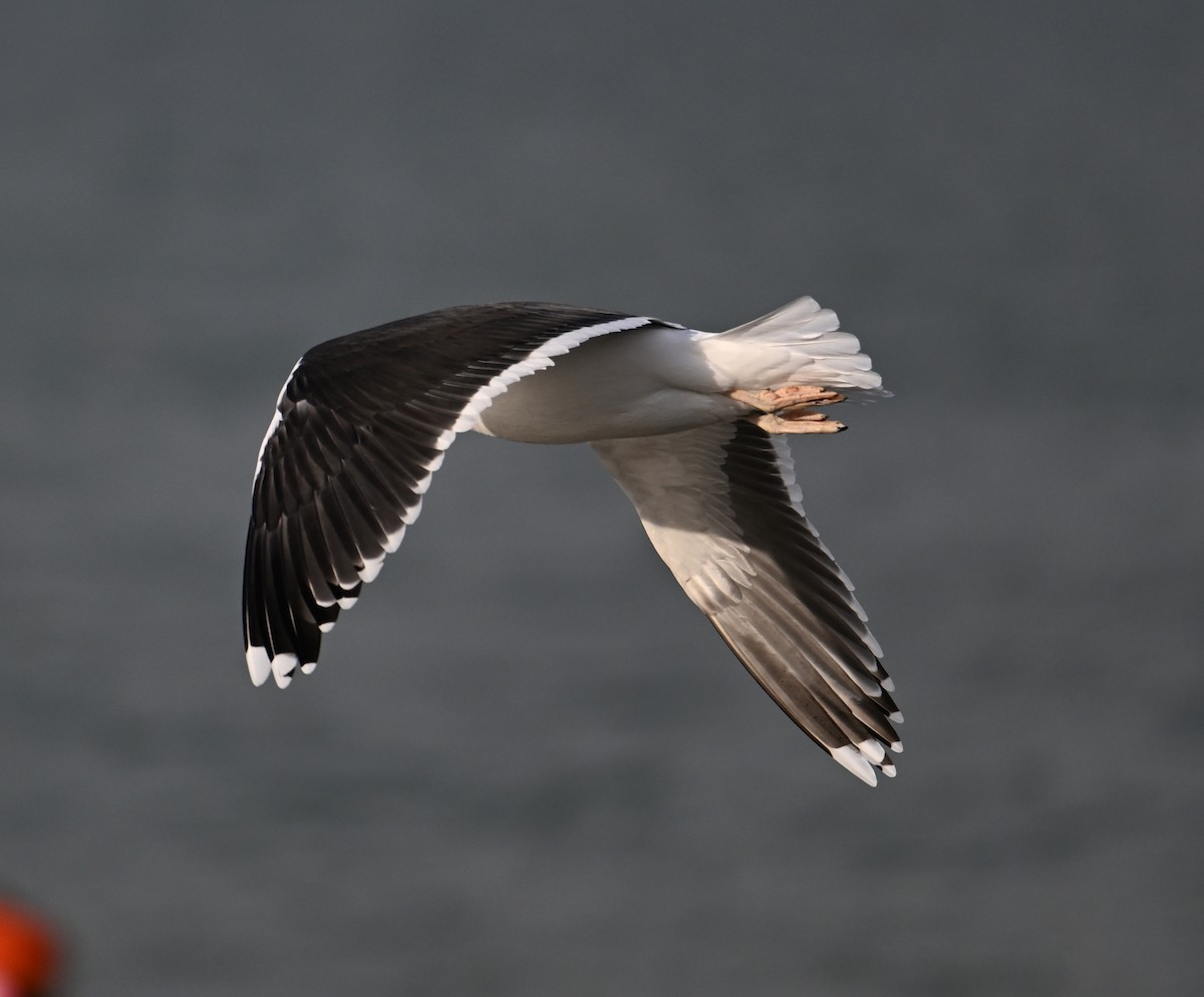 Great Black-backed Gull - ML622800412