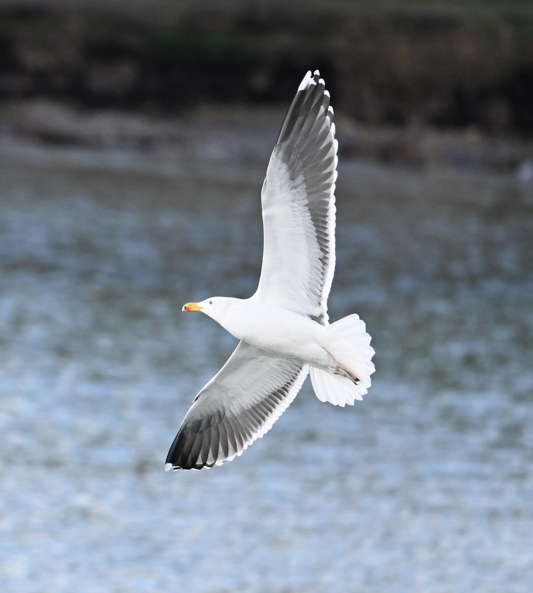 Great Black-backed Gull - ML622800413
