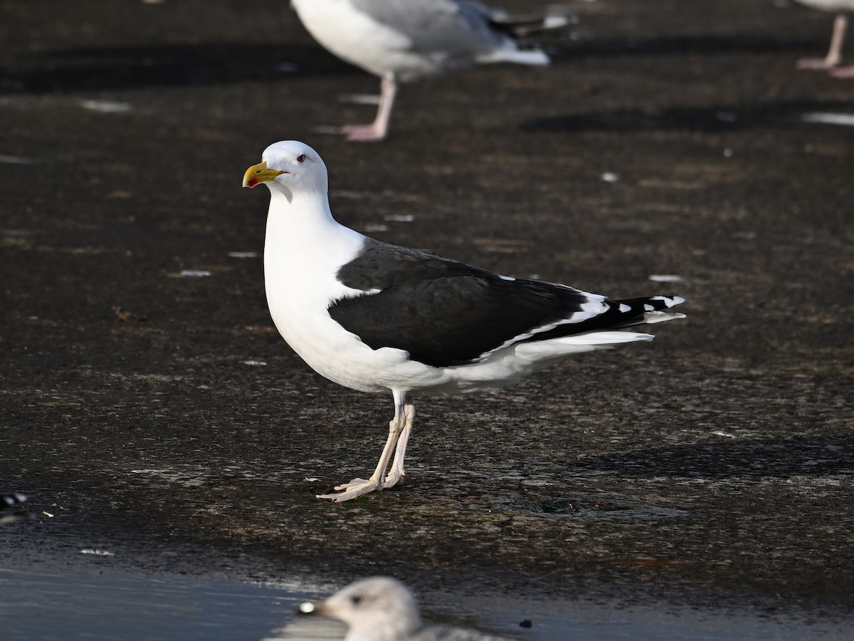 Great Black-backed Gull - ML622800414