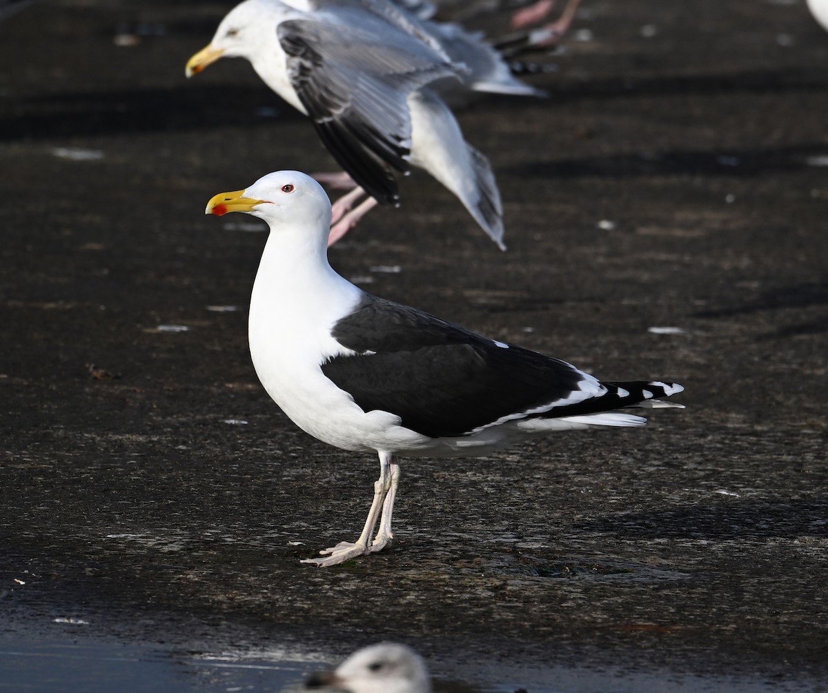 Great Black-backed Gull - ML622800415
