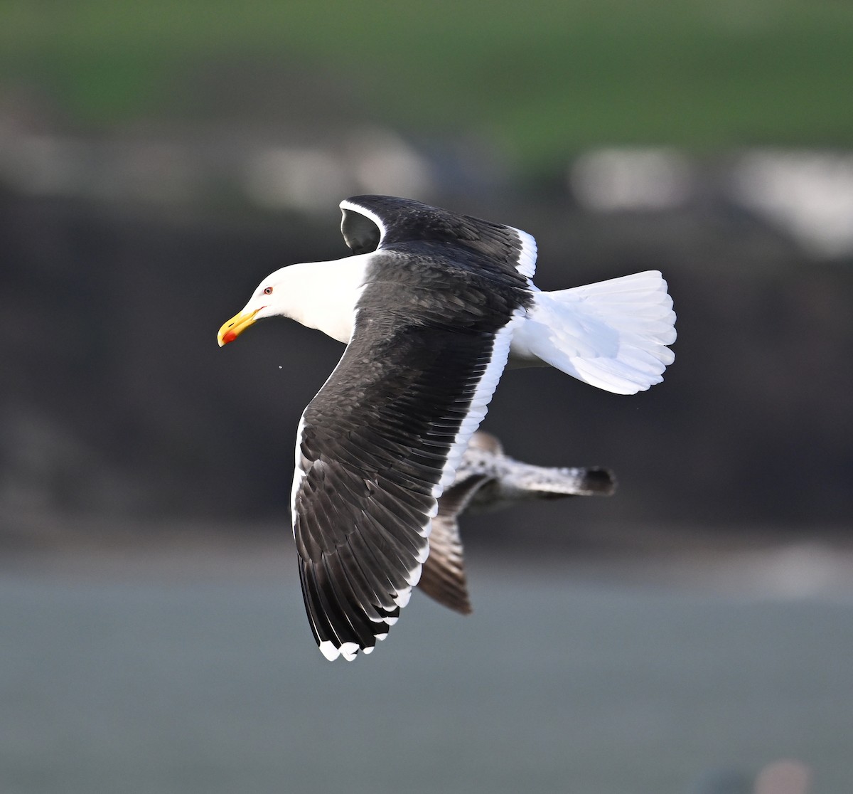 Great Black-backed Gull - ML622800416