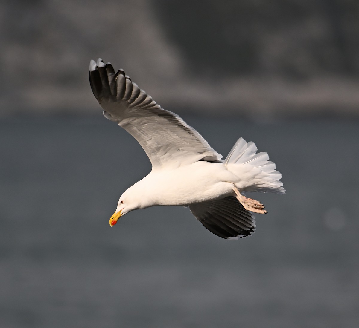 Great Black-backed Gull - David Darrell-Lambert