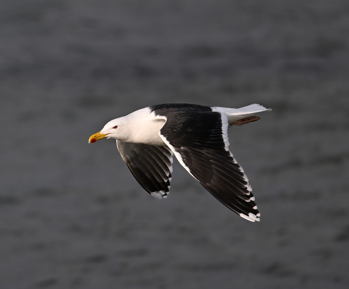 Great Black-backed Gull - ML622800418