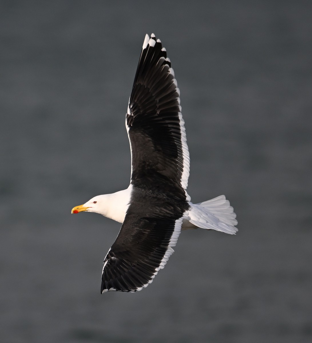 Great Black-backed Gull - ML622800419