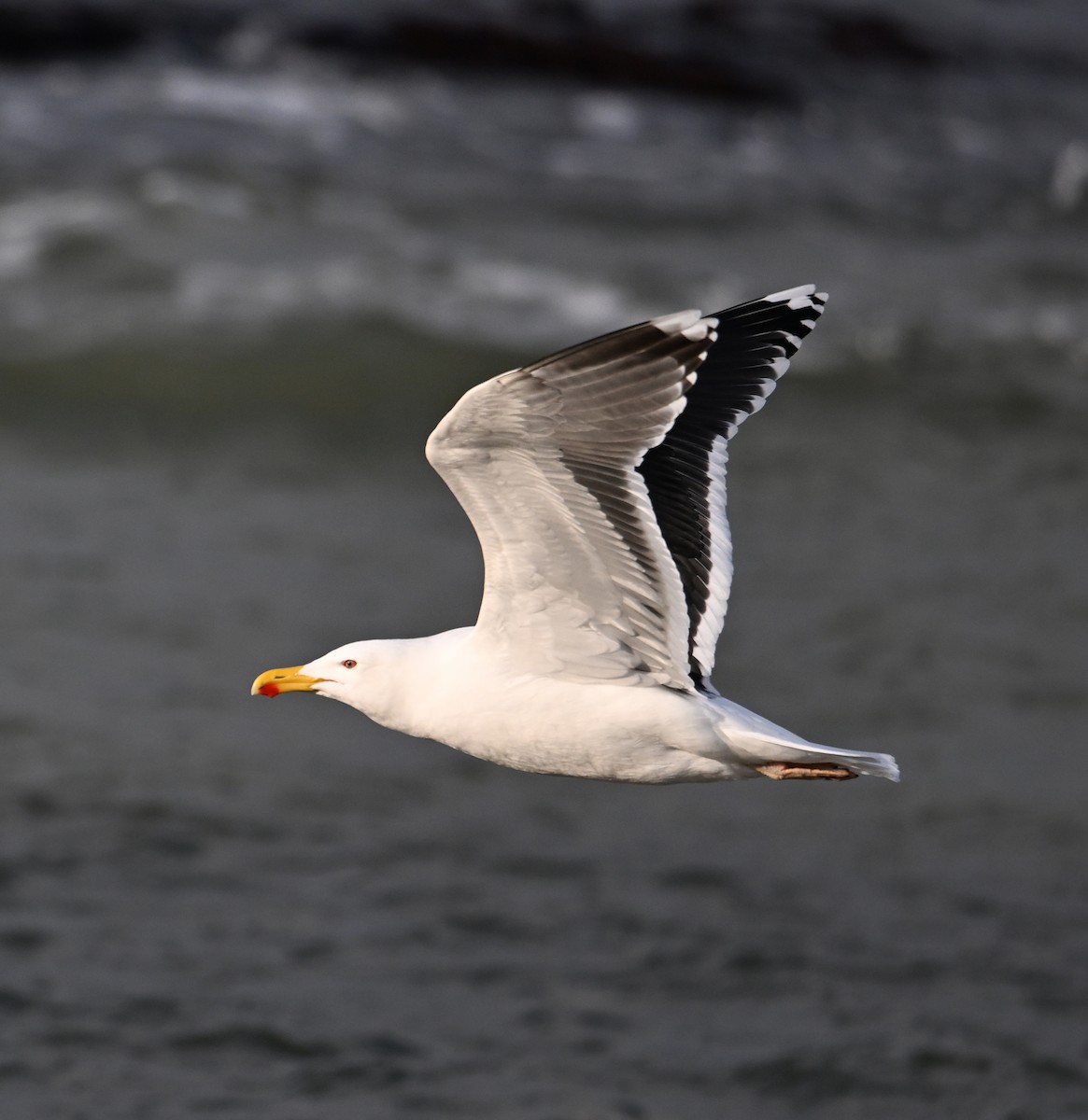 Great Black-backed Gull - ML622800420