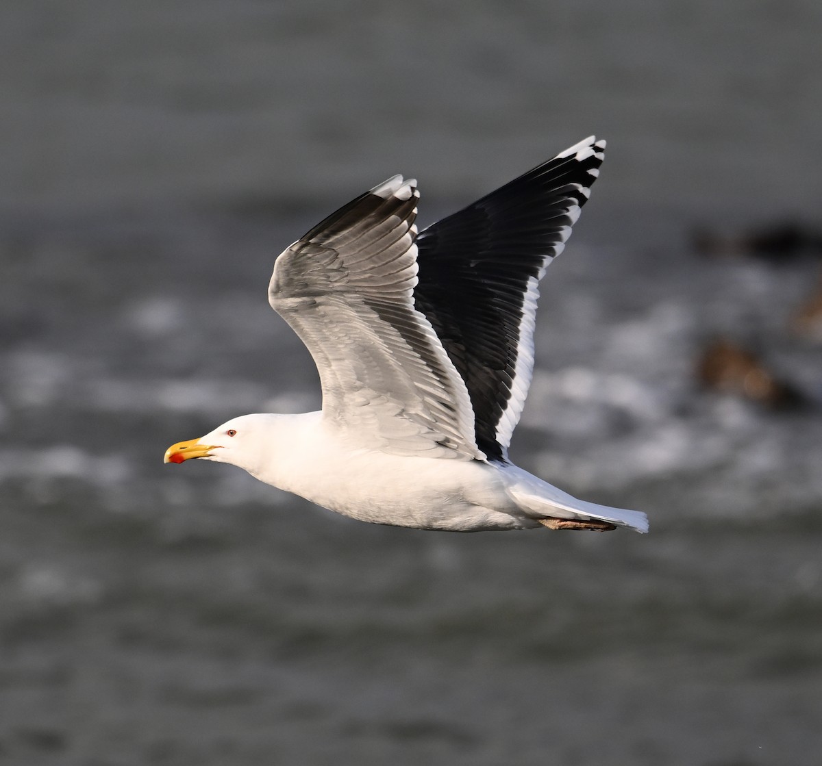 Great Black-backed Gull - ML622800421