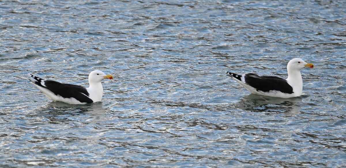Great Black-backed Gull - ML622800422