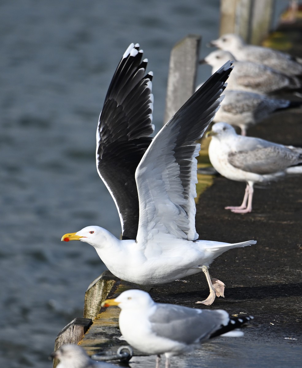 Great Black-backed Gull - ML622800423
