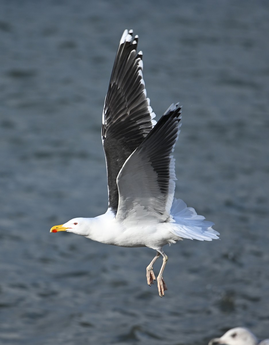 Great Black-backed Gull - ML622800424