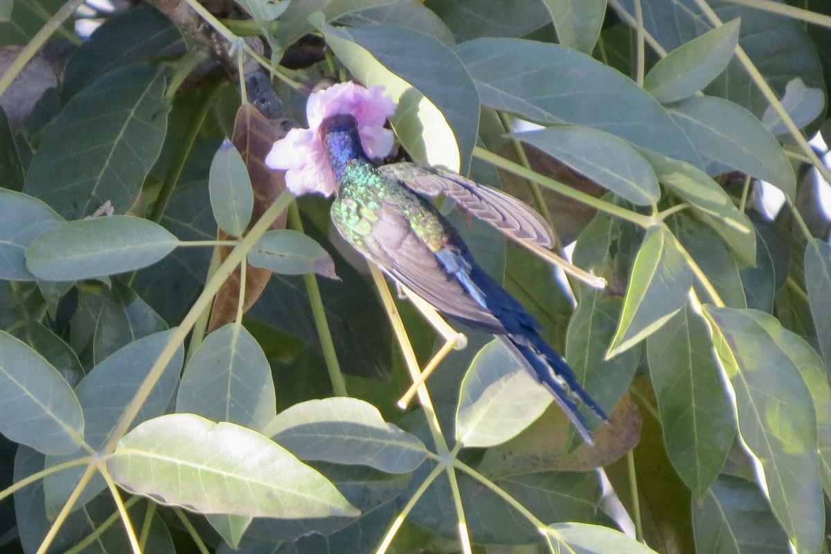 Swallow-tailed Hummingbird - Berenice Alves