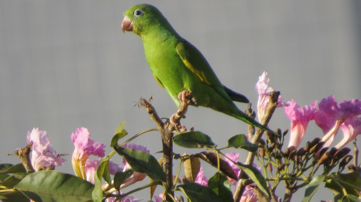 Yellow-chevroned Parakeet - Berenice Alves