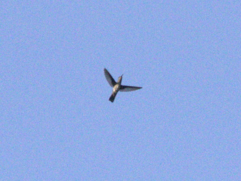 White-necked Jacobin - ML622800447