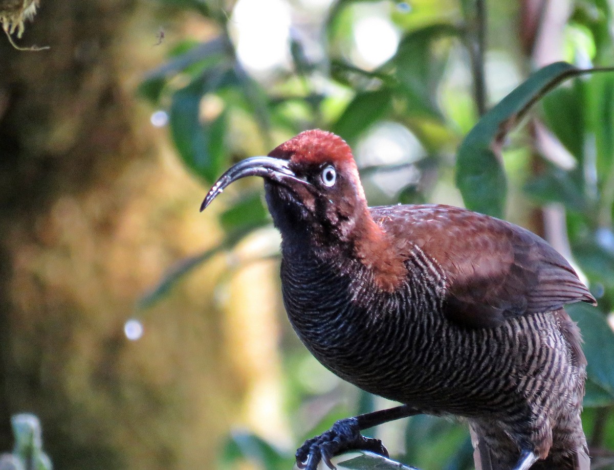 Brown Sicklebill - ML622800468