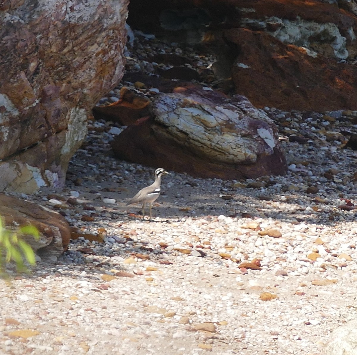 Beach Thick-knee - ML622800470