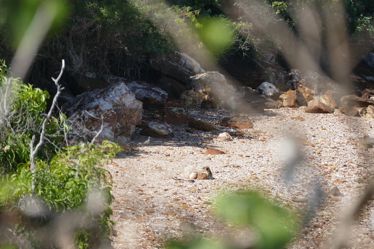 Beach Thick-knee - ML622800471