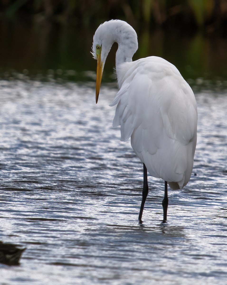 Great Egret - ML622800473