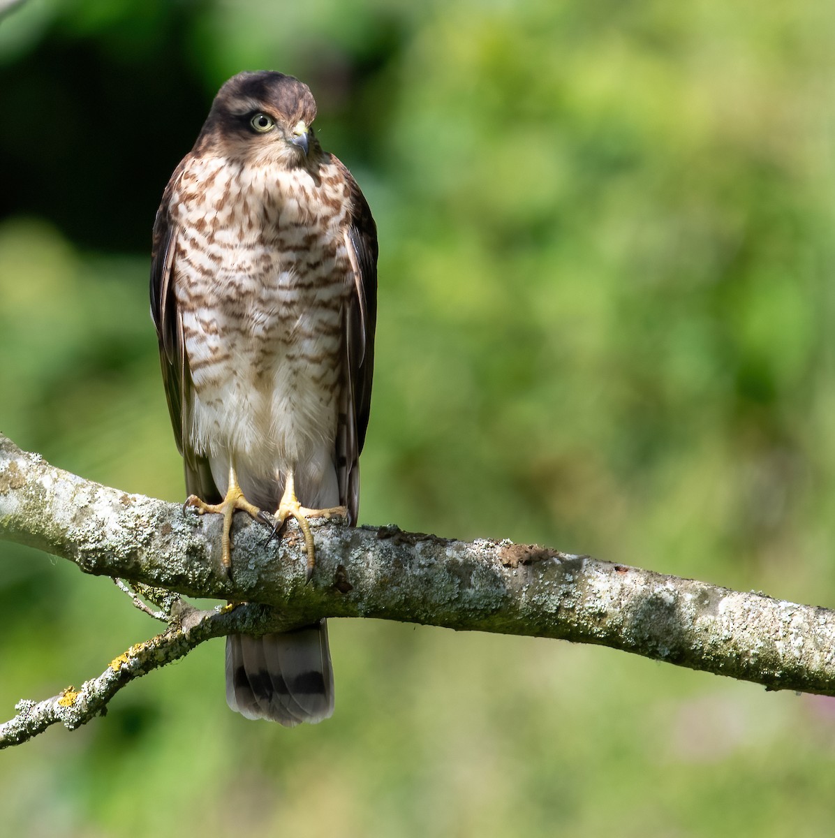 Eurasian Sparrowhawk - ML622800484