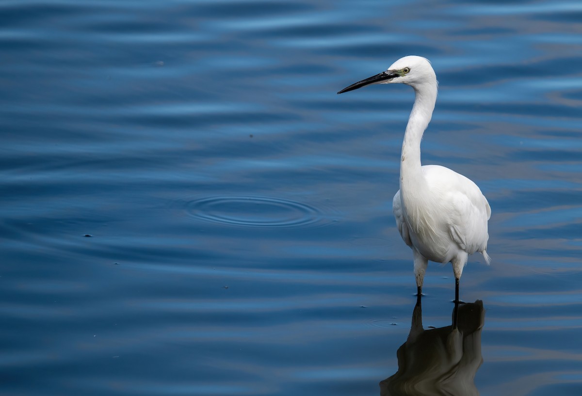 Little Egret - ML622800488