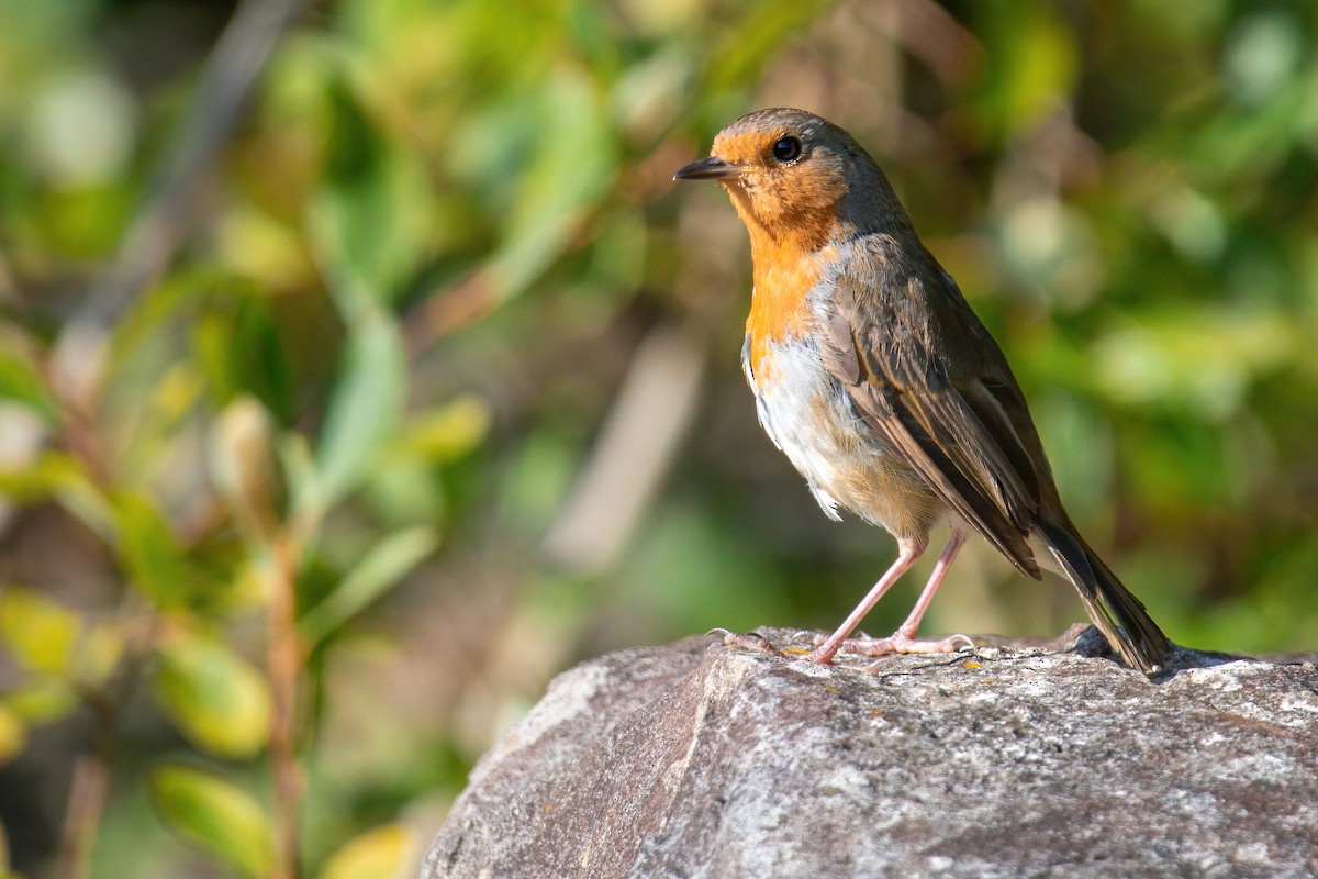 European Robin - Neil Eccleston