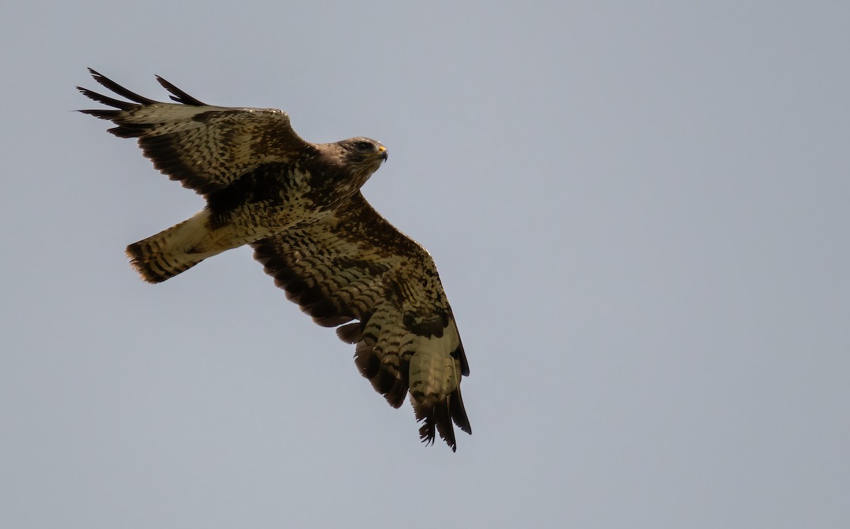 Common Buzzard - Neil Eccleston