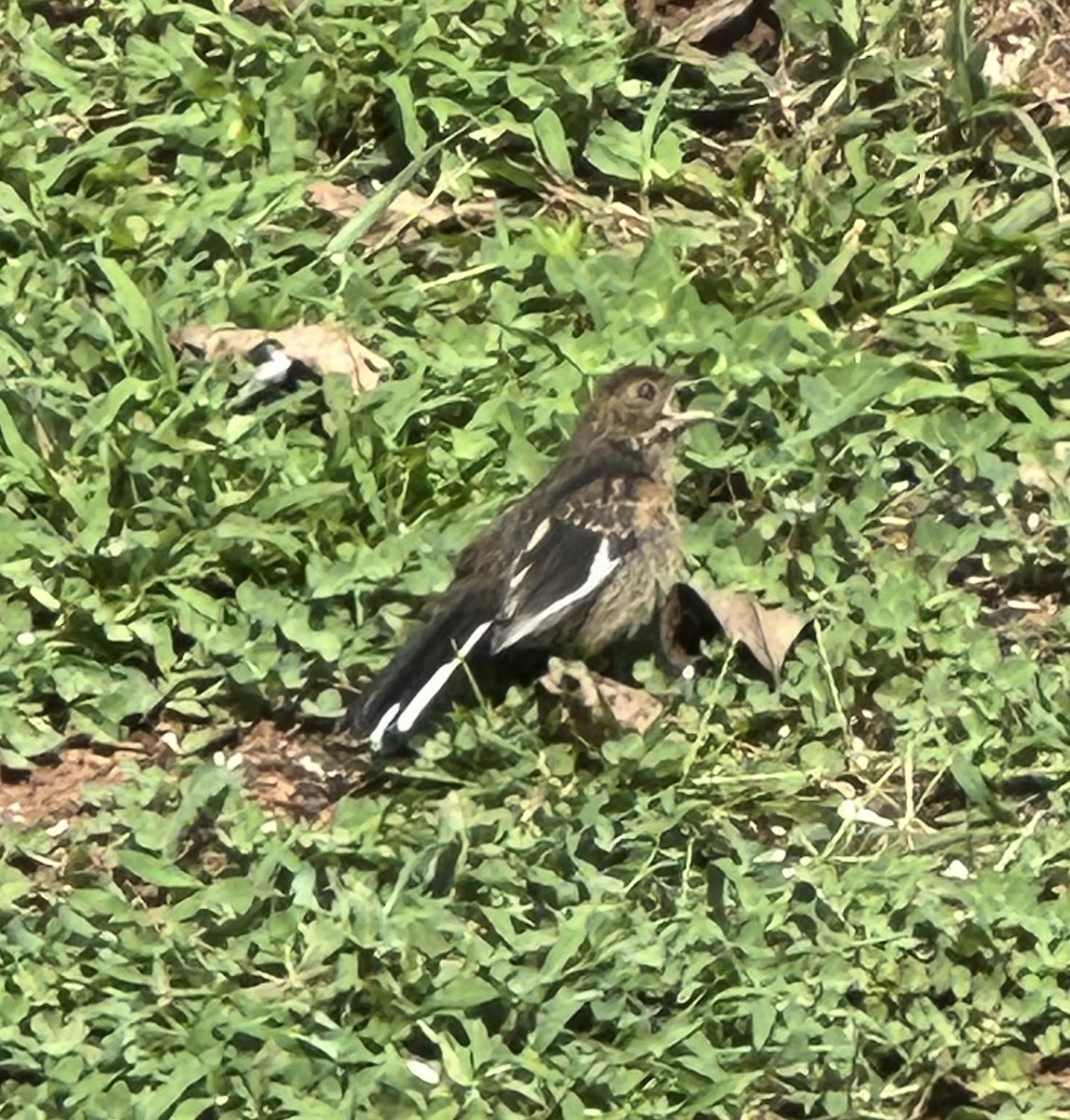 Eastern Towhee - ML622800593