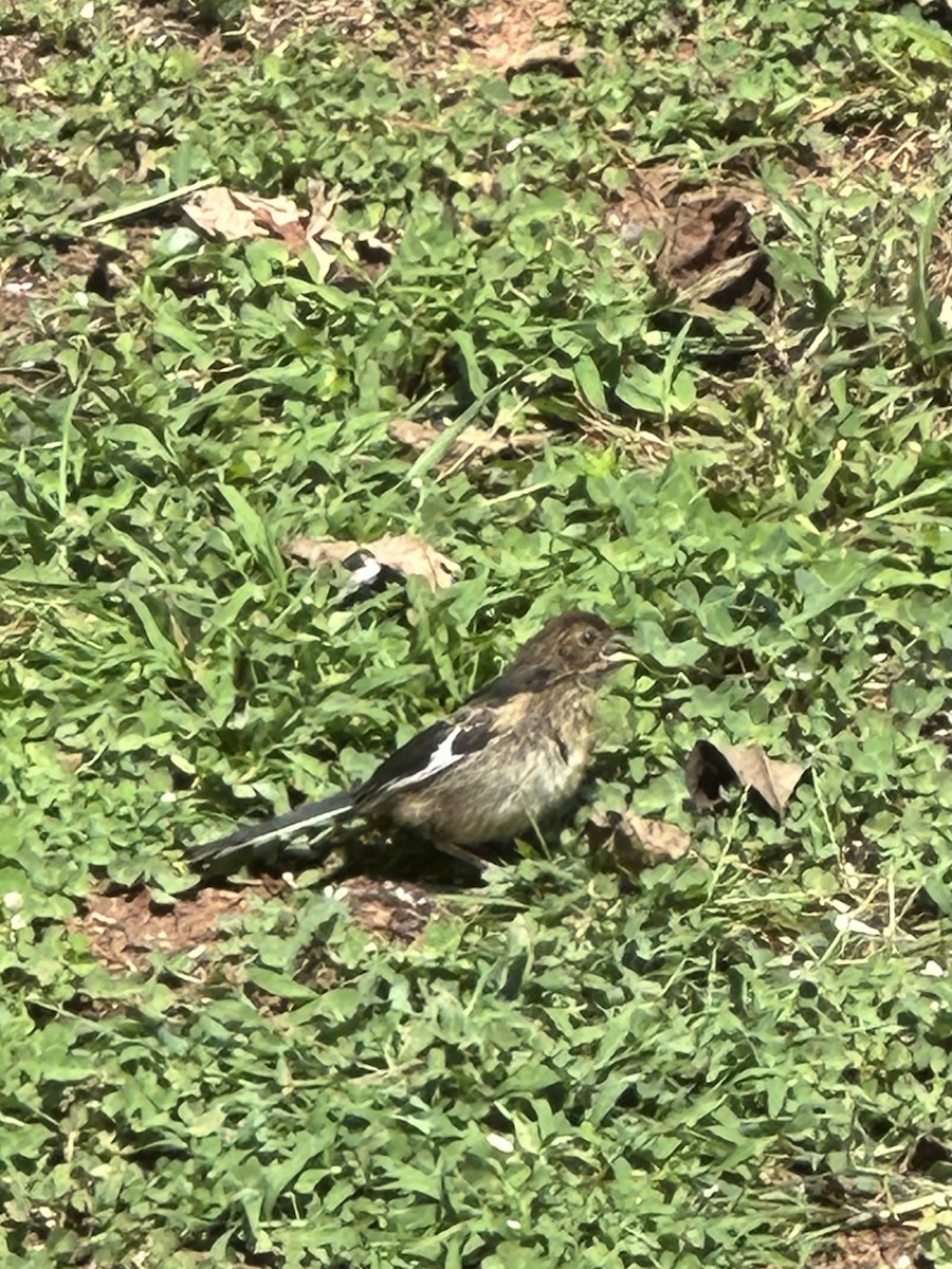 Eastern Towhee - Mary Alm