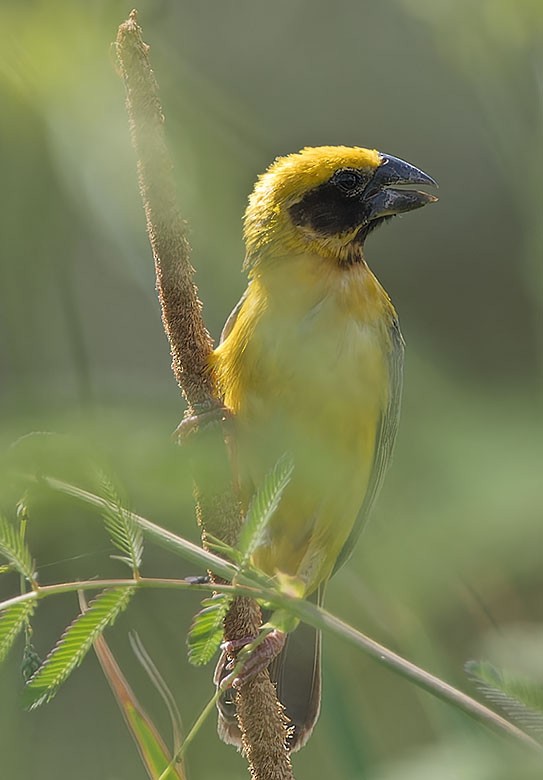 Asian Golden Weaver - ML622800603