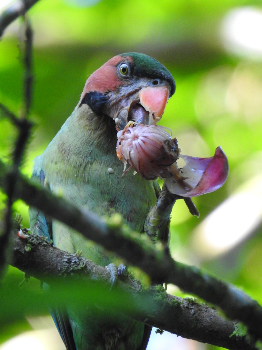 Long-tailed Parakeet - Andrew Durso