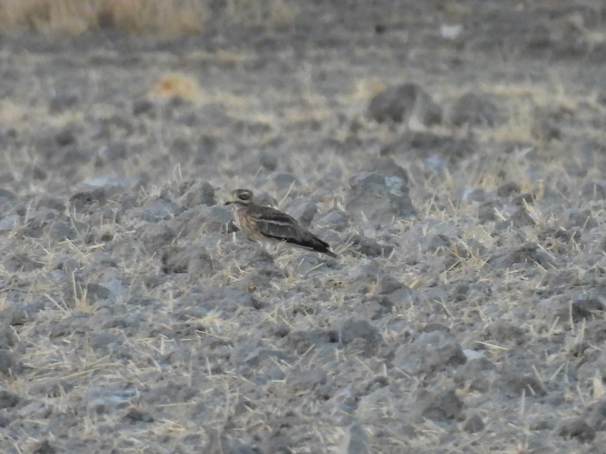 Eurasian Thick-knee - Adrian Reina Castillo