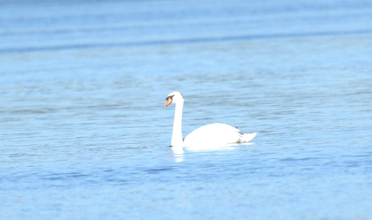 Mute Swan - AJAY ARNOLD