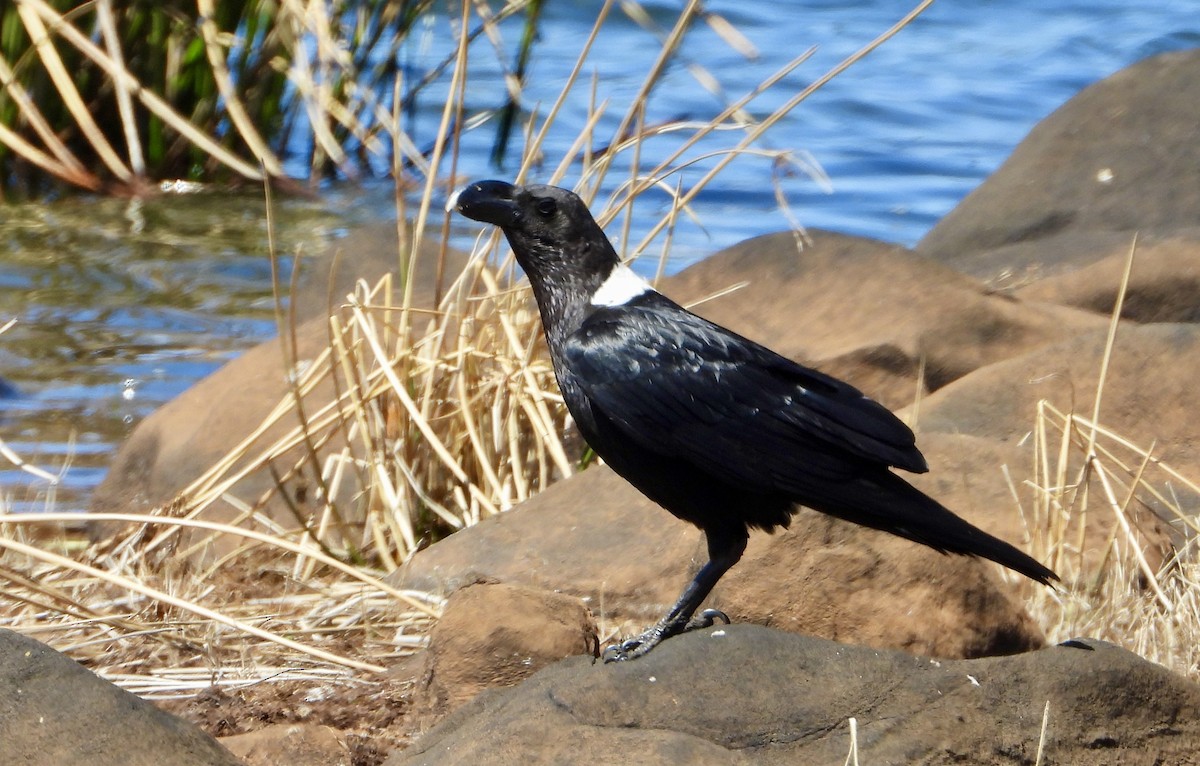 White-necked Raven - Gary Brent