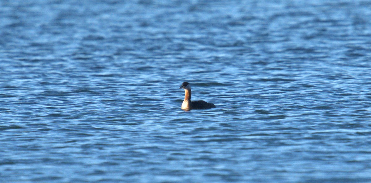 Red-necked Grebe - AJAY ARNOLD