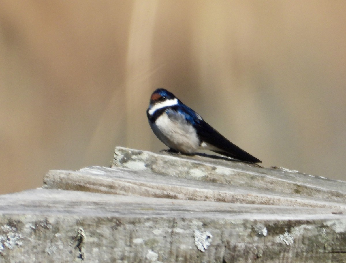 White-throated Swallow - ML622800664